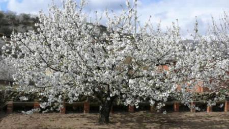 Imagen Cerezo en flor